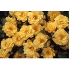 Celebration Rose  - Golden Anniversary