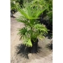 Trachycarpus fortunei (hardy palm) 80-100cm tall