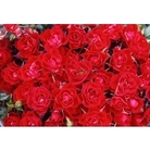 Patio Standard Rose 1M  - Red Romance