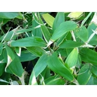 BAMBOO Shibataea chilensis 