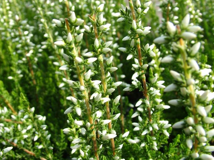 HEATHERS Calluna vulgaris 'Alicia' 