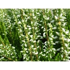 HEATHERS Calluna vulgaris 'Alicia' 