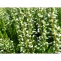 HEATHERS Calluna vulgaris 'Alicia' 