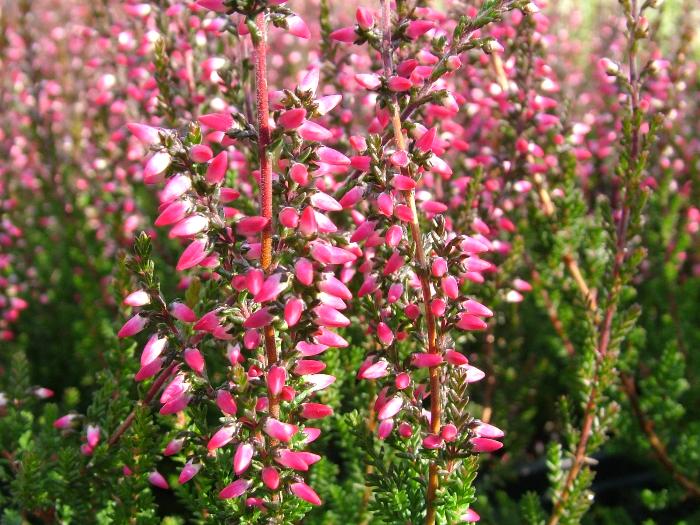 HEATHERS Calluna vulgaris 'Aphrodite' 