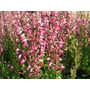HEATHERS Calluna vulgaris 'Aphrodite' 