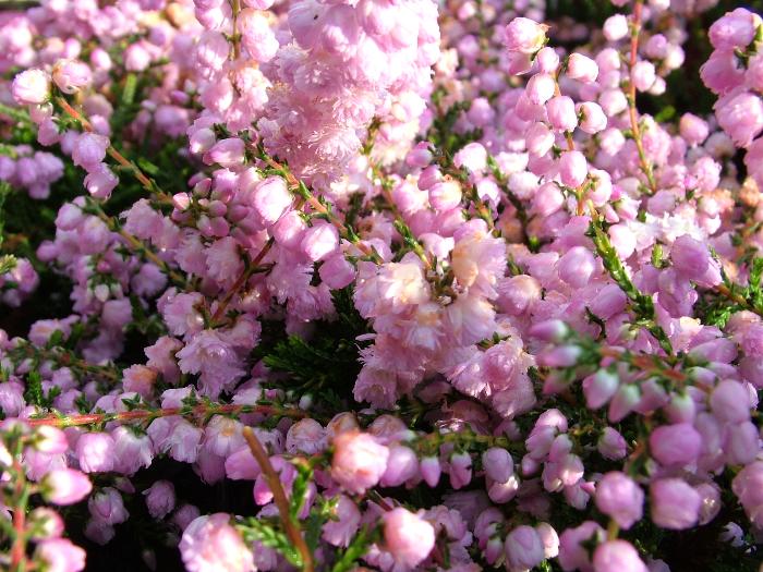 HEATHERS Calluna vulgaris 'County Wicklow' 