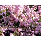 HEATHERS Calluna vulgaris 'County Wicklow' 