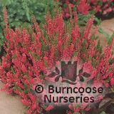 HEATHERS Calluna vulgaris 'Dark Beauty' 