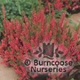 HEATHERS Calluna vulgaris 'Dark Beauty' 