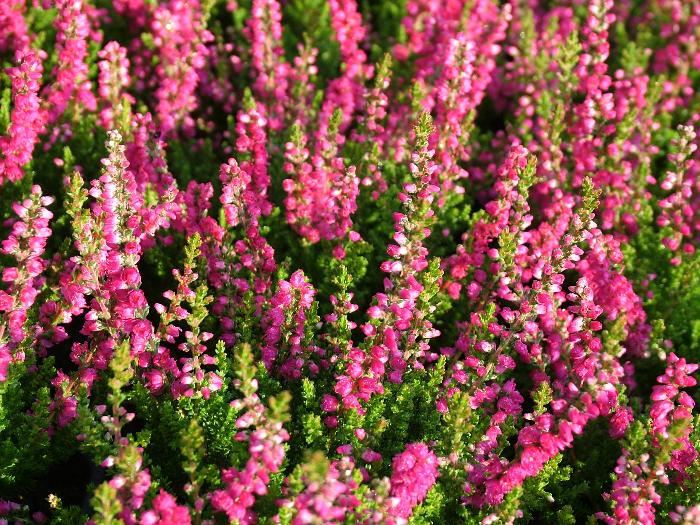 HEATHERS Calluna vulgaris 'Dark Star' 