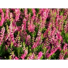 HEATHERS Calluna vulgaris 'Dark Star' 