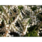 HEATHERS Calluna vulgaris 'Kinlochruel' 