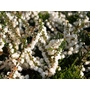 HEATHERS Calluna vulgaris 'Kinlochruel' 