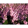 HEATHERS Calluna vulgaris 'Peter Sparkes' 