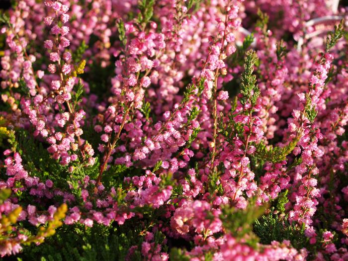 HEATHERS Calluna vulgaris 'Red Favourite' 