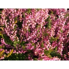 HEATHERS Calluna vulgaris 'Red Favourite' 