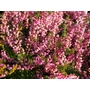 HEATHERS Calluna vulgaris 'Red Favourite' 