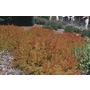 HEATHERS Calluna vulgaris 'Wickwar Flame' 
