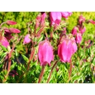 HEATHERS Daboecia 'Katherine's Choice'  