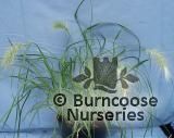 PENNISETUM villosum  