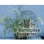 PENNISETUM villosum  