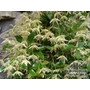 CLEMATIS forsteri  