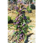 HARDENBERGIA violacea  