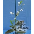 HARDENBERGIA violacea 'Alba' 