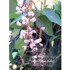 HARDENBERGIA violacea 'Rosea' 