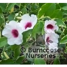 PANDOREA jasminoides 'Charisma' 