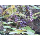 SINOFRANCHETIA chinensis  