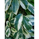 KADSURA japonica 'Variegata' 