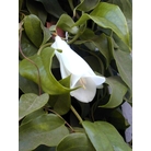 LAPAGERIA rosea 'Avelanche' 