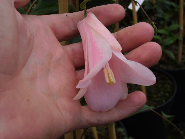 LAPAGERIA rosea 'Pink Panther' 