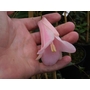 LAPAGERIA rosea 'Pink Panther' 