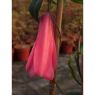 LAPAGERIA rosea 'Tierra del Fuego' 