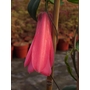 LAPAGERIA rosea 'Tierra del Fuego' 