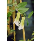 LAPAGERIA rosea 'Torres de Paine'