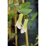 LAPAGERIA rosea 'Torres de Paine' 