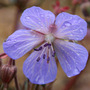 cranesbill