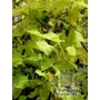 FALLOPIA baldschuanica 'Summer Sunshine' 