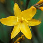 montbretia