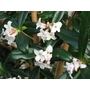 DAPHNE bholua 'Alba' 