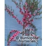 LEPTOSPERMUM scoparium 'Jubilee' 