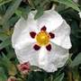 rock rose