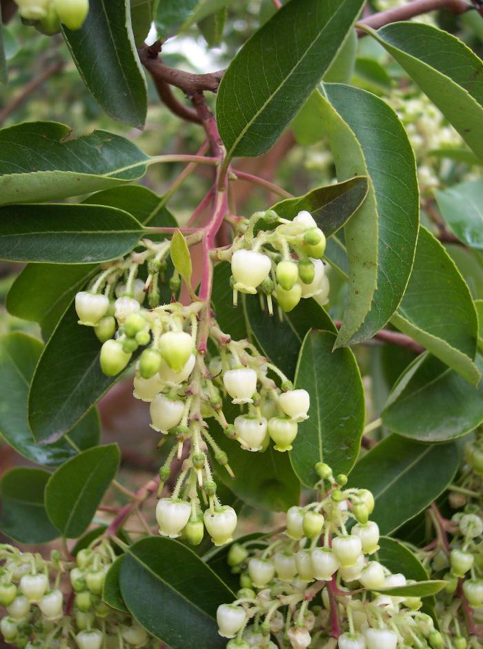 ARBUTUS x andrachnoides  