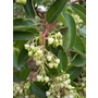 ARBUTUS x andrachnoides  