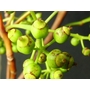 OLEA europaea 'El Greco'  