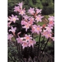 AMARYLLIS belladonna  