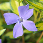 periwinkle
